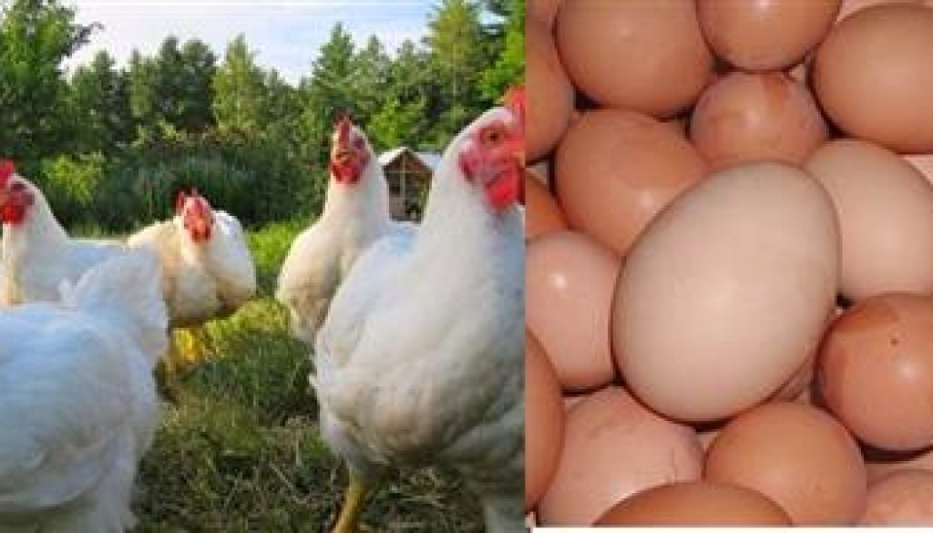 chicken pic
