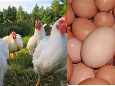 chicken pic